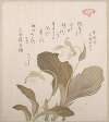 Hotei Flowers