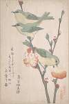 Japanese White-eyes on a Branch of Peach Tree