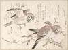 Sparrows and Plum Blossoms