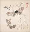 Various Moths and Butterflies