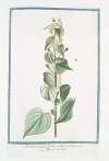 Abutilon crispum floribus melinis parvis – Mauve des Indes