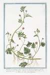 Abutilon procumbens, foliis subrotundis dissectis, et laciniatis, floribus phoeniceis, semine birostrato. Abutilon Carolinianum flore rubro – Mauve des Indes, fausse Guimmauve