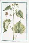 Abutilon. (Flowering Maples)