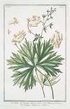 Aconitum Lycotonum, luteum, majus – Aconito, o Napello – Aconit. Yellow wolfsbane; Yellow wolfbane