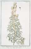 Aconitum salutiferum – Aconitum Anthora – Aconito, Anthora – Aconit. (Yellow monkshood, Pyrenees monkshood)
