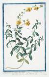 Helianthemum vulgare, flore luteo – Fiore del Sole – Fleur du Soleil. (Rock-rose)