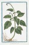 Heliotropium Americanum, cæruleum, foliis Horminii – Herbe aux verrues. (Heliotrope, Cherry pie)