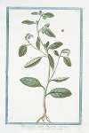 Heliotropium majus Discoridi – Elitropia – Herbe aux verrues. (Heliotrope, Cherry pie)