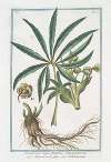 Helleborus niger foetidus – Elleboro nero falso – Hellebore noir. (Stinking hell-wore, Setter wort)