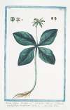 Herba Paris – Solanum quadrifolium, bacciferum – Erba Pari. (True Love. One Berry)
