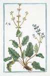 Horminum Sylvestre, floribus dilute azzureis in verticillum dispositis – Ormino, e Betonica Salvaiiea – Ormin. (Clary, Common, Clarry. Orvale. Toute-bonne. Clear Eye. See Bright. Eyebright)