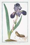 Iris major, latifolia, Romana caerulea – Giglio Pavonazzo – Flambe. (Tall bearded Iris