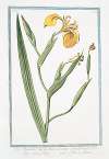 Iris palustris, lutea, sive Acorus adulterinus – Acoro falso – L’Iris, ou Flambe. (Yellow giglio)