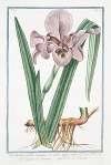 Iris Susiana, flore maximo, ex albo nigricante – Giglio di Faraone – L’Iris, ou Flambe