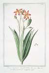 Ixia chinensis ensiformibu – Bermundiana maggiore. (Iris chinensis, Leopard lily)