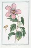 Ketmia Syrorum, flore purpureo violaceo – Ketmia – Ketmie. (Rose of Sharon)