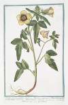 Ketmia vesicaria, vulgaris – Hipecoum – Alcea Solisequa, multis, Veneta – Alcea vesicaria – Hibiscus – Ketmie