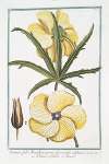 Ketmia, folio Manihot, serrato, flore amplo sulphureo – Ketmie à feuilles de Maniot