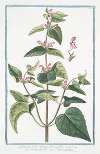 Lamium, folio oblongo, flore rubro – Urtica morta – L’Archangelique.(Dead-nettle)