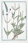 Lavandula angustifolia – Spighetta – Lavande. (English Lavander)