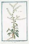 Lepidium, sive Tberis herbacea, foliis Lanceolatis acuminatis – Tberis. (Garden Cress)