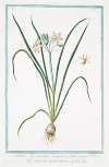 Lilia Hyacinthus vulgaris, flore niveo – Giglio di vallombrosa – Le Lys