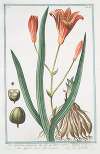Lilio Asphodelus-pheniceus – Lilium rubrum – Asfodelo con il fior di Giglio – Lys Asphodele. (Day lily)