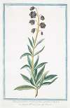 Lilio Hyacinthus vulgaris, flore caeruleo – giglio Persico – Lys Iacinte