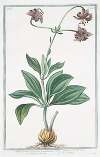 Lilium, floribus reflexis, montanum, flore carneo – Martagone salvatico – Lys sauvage