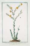 Linum africanum, luteum, foliis conyungalik – Lino africano – Lin. (African Flax)