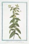 Lithospermum majus, erectum – Milium Solis – Gremil, ou Herbe aux perles. (Puccoon)