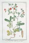 Lotus rubra, siliqua angulosa – Loto, con il fiore rosso – Lotier. (Indian red water lily)