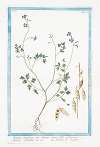 Lunaria magorum, sive Lunaria annua floliis cardamnae, floribus rubentibus &c – Lunaria de maghi (Annual honesty, Silver dollar)