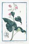 Lunario major, siliqua rotundiore – Lunaria Greca – Lunaire, ou bulbonac