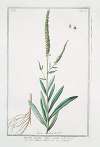 Luteola, herba , salicis folio – Da Tintori Erbarossa – Gaude. (weld; dyer’s rocket)