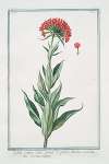 Lychnis sativa, foliis glauets et glabris, floribus coccineis – Scarlattea Sooppia. (Scarlet Lychnis)