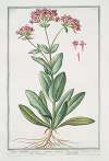 Lychnis umbellifera montana centaurei minoris, floribus, simplicibus, rubris – Muscipula – Lichnis.(Catchfly)