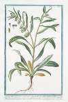 Lycopsis foliis integerrimis, caule erecto calycibus fructescentibus inflatis pendulis – Buglossum procumbens annuum, pullo minimo flore. (Bugloss)