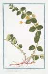 Lysimachia humifusa, folio rotundiore, flore luteo -Corneille. (Loosestrife)