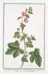 Malva Africana, arborescens, semper florens, floribus rubris, Ribesii folio – Malvone – La grande Mauve