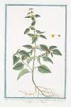 Malva Americana, Ulmifolia, floribus conglobatis ad foliorum alas – Malva – Mauve. (False mallow)