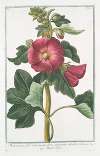 Malva Rosea, folio subrotundo flore saturatius rubente – Mauve Rose