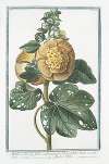 Malva Rosea, folio subrotundo, flore pleno luteo; et subluteo – Mauve Rose