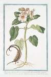 Martynia annua villosa et viscosa, folio subrotundo, flore magno rubro – Proposcitea. (Horn-capsuled Martynia, Common Unicorn Plant, Common Devil’s Claw, Ram’s Horn, Proboscis Flower,