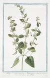 Melissa hortensis – Melissa vulgaris, odore Citri – Cedronella – Melisse. (Lemon Balm)