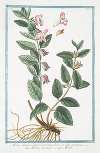 Melissa humilis, latifolia, maximo flore ex albo prupureo – Melissa montana – Melise