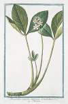 Menyanthes palustre, latifolium, et triphhyllum – Meniante