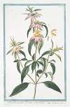Monarda puntata, floribus verticillatis. (Spotted bee balm, Horse mint with blooming flowers)