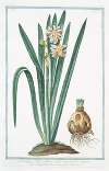 Narcissus , flore pleno, lacteo in medio aureo – Tazzetta bianca – Narcisse