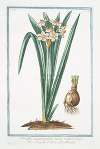 Narcissus montanus, flore lacteo, cratere flavo – Tazzetta di Prato – Narcisse. (Mountain daffodil)